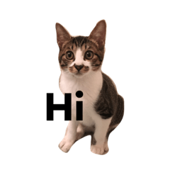 [LINEスタンプ] 猫のしー君とみー君
