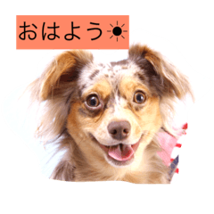 [LINEスタンプ] 仲良しワンコのスタンプ