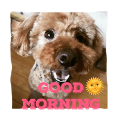 [LINEスタンプ] 愛犬リリー