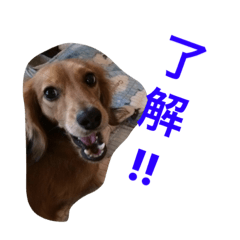 [LINEスタンプ] リク スタンプ