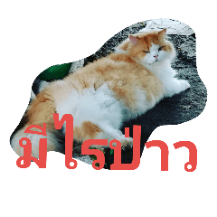 [LINEスタンプ] Indy Cat Ranma
