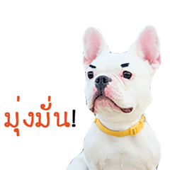 [LINEスタンプ] Krongkrang Dog (french bulldog)