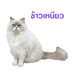 [LINEスタンプ] Persian Cat "kaao nieow"(II)