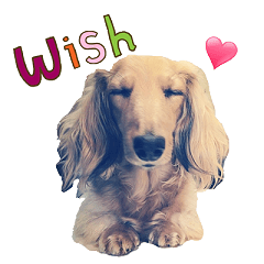 [LINEスタンプ] I'm Wishの画像（メイン）