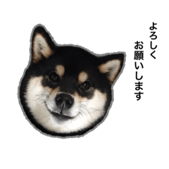 [LINEスタンプ] 黒柴ワンワン！