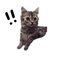[LINEスタンプ] chochocho catの画像（メイン）
