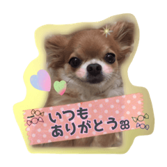 [LINEスタンプ] cute chihuahua  CHIRORU