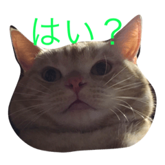 [LINEスタンプ] ニャン吉くん〜日常編〜