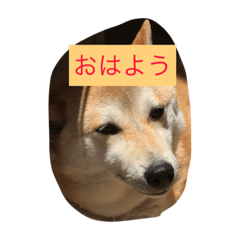 [LINEスタンプ] 柴犬 コロンちゃん