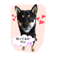[LINEスタンプ] 黒柴のケン