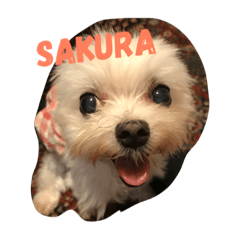 [LINEスタンプ] マルチーズのさくら