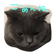 [LINEスタンプ] ぽぽちゃん大好き