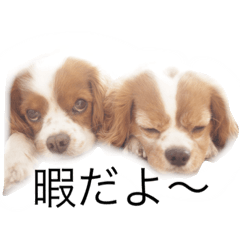 [LINEスタンプ] ちょこくる2