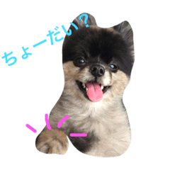 [LINEスタンプ] リオとそらのすたんぷ 第1弾
