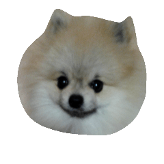 [LINEスタンプ] pomeranian.ponzu