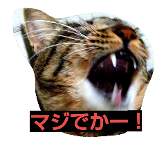 [LINEスタンプ] なるくんと七ちゃんのゆる～い毎日