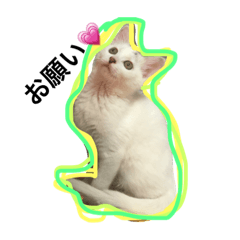 [LINEスタンプ] まつ時々きのこ