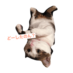 [LINEスタンプ] ティトくんのつぶやき