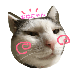 [LINEスタンプ] 愉快なにゃんこ