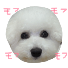 [LINEスタンプ] ビションブリーゼ ポンのビションな日々