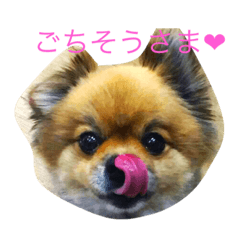 [LINEスタンプ] ポメチワ