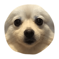 [LINEスタンプ] ポメラニアンの顔