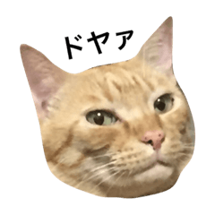 [LINEスタンプ] おおぞら家のゴンちゃん