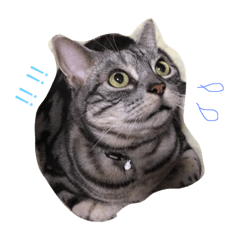[LINEスタンプ] マルの日常