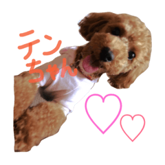[LINEスタンプ] てまりん