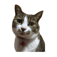 [LINEスタンプ] 福ちゃん よろしくお願いします(=^ェ^=)