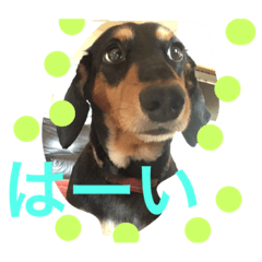 [LINEスタンプ] ゆるく可愛いマックとライト