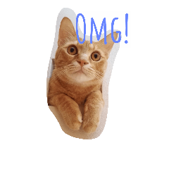 [LINEスタンプ] ねこ部mamimumemo