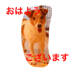 [LINEスタンプ] adpjgmt
