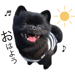 [LINEスタンプ] 黒ポメ虎丸＆ひなた