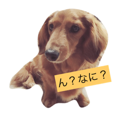 [LINEスタンプ] 愛犬めぐちゃんすたんぷ♡