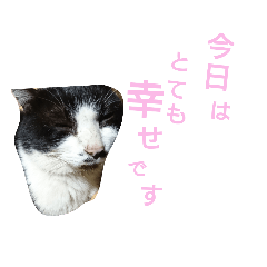[LINEスタンプ] 小説猫の画像（メイン）