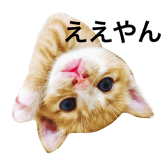 [LINEスタンプ] Naniwa's kittens stampの画像（メイン）