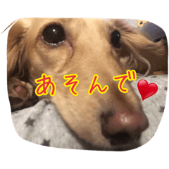 [LINEスタンプ] ダックスシリーズ