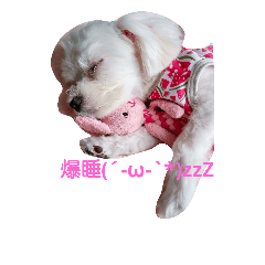 [LINEスタンプ] マルチーズのえるさちゃん