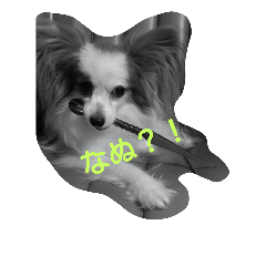 [LINEスタンプ] papillon kohaku