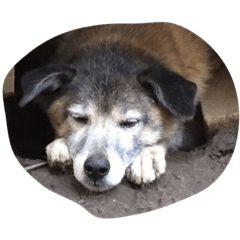 [LINEスタンプ] 屋久島犬のミックス犬です。の画像（メイン）