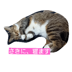 [LINEスタンプ] cat,fukusukeの画像（メイン）
