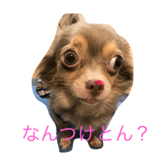 [LINEスタンプ] 方言マロンちゃんです