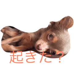 [LINEスタンプ] まろんでし