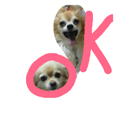[LINEスタンプ] chihuahua  kuu