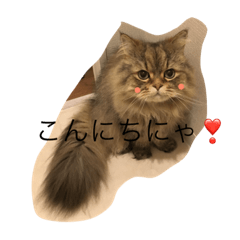 [LINEスタンプ] ニコ＆チャイ にゃんこ大好き