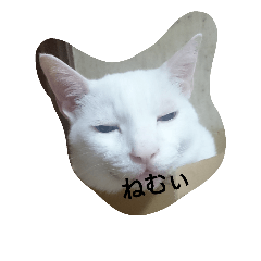 [LINEスタンプ] 白猫りん