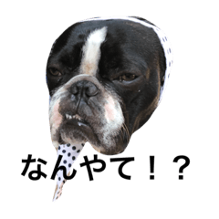 [LINEスタンプ] ハチモフNO.2(けっこう使える編)