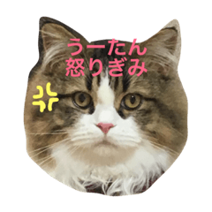 [LINEスタンプ] ラガマフィンの悠ちゃん