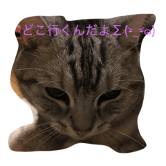 [LINEスタンプ] ニャンコの本音